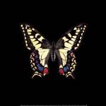 Butterfly on Black by Joanna Charlotte
