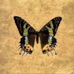 Butterfly on Gold by Joanna Charlotte