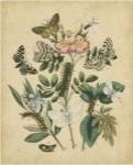 Butterfly Stages I by Vision Studios