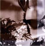 Butterfly Study V by A. Project