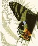 Butterfly Symmetry I by Vision Studios