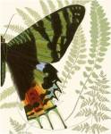Butterfly Symmetry II by Vision Studios