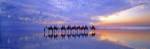 Cable Beach Camels by Wayne Bradbury Photography