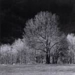 Cades Tree I by Robert Jones
