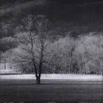 Cades Tree II by Robert Jones