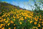 California Poppies and Canterbury Bells in a Field, Diamond Valley Lake, California by Panoramic Images