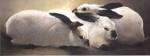 Californian Rabbits by Richard Murray