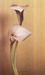 Calla I by Kory Fluckiger