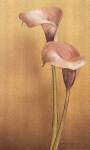 Calla II by Kory Fluckiger