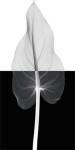 Calla Leaf II by Steven N. Meyers