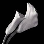 Calla Lilies by Michael Harrison