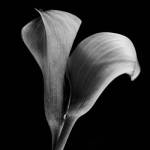 Calla Lilies Black and White by Michael Harrison