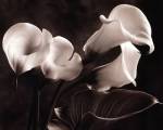 Calla Lilies No. 1 by Sondra Wampler