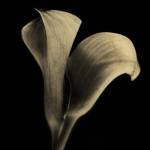 Calla Lilies Sepia by Michael Harrison