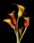 Calla Lillies 2017 by Susan Barmon