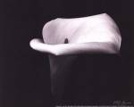 Calla Lilly III - mini by Vitaly Geyman