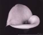 Calla Lilly IV - mini by Vitaly Geyman