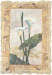 Calla Lily by George Caso