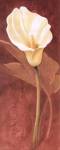 Calla Lily by John Clayton