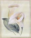 Calla Lily I by Paul Hargittai