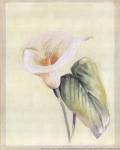 Calla Lily II by Paul Hargittai