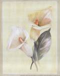 Calla Lily IV by Paul Hargittai
