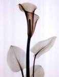 Calla One by Albert Koetsier