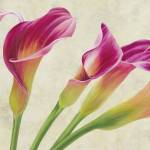 Calla Parade (Detail) by Luca Villa