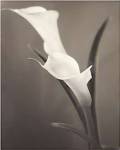 Callas by Laurie Eastwood