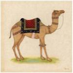 Camel from India I by Ram Babu