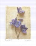 Campanula I by Amy Melious