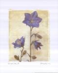 Campanula II by Amy Melious