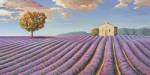 Campi di Lavanda by Adriano Galasso