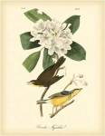 Canada Flycatcher by John James Audubon