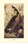 Canada Goose by John Woodhouse Audubon