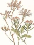 Canada Rhodora