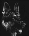 Canine Scratchboard I by Julie Chapman
