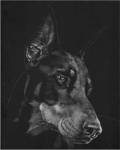 Canine Scratchboard III by Julie Chapman