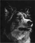 Canine Scratchboard IV by Julie Chapman