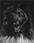 Canine Scratchboard IX by Julie Chapman