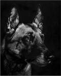 Canine Scratchboard V by Julie Chapman