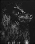 Canine Scratchboard VI by Julie Chapman