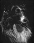 Canine Scratchboard VII by Julie Chapman