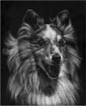 Canine Scratchboard VIII by Julie Chapman