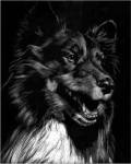 Canine Scratchboard X by Julie Chapman