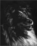 Canine Scratchboard XI by Julie Chapman