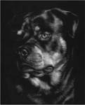 Canine Scratchboard XII by Julie Chapman