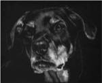 Canine Scratchboard XXII by Julie Chapman