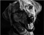 Canine Scratchboard XXIII by Julie Chapman