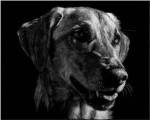 Canine Scratchboard XXIV by Julie Chapman